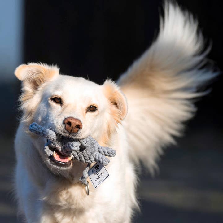 LABONI - Volentis GmbH - Wholesale Pet Chew Toy - Dog - ELTON ELEFANT JR. – The Classic with Big Play Value4