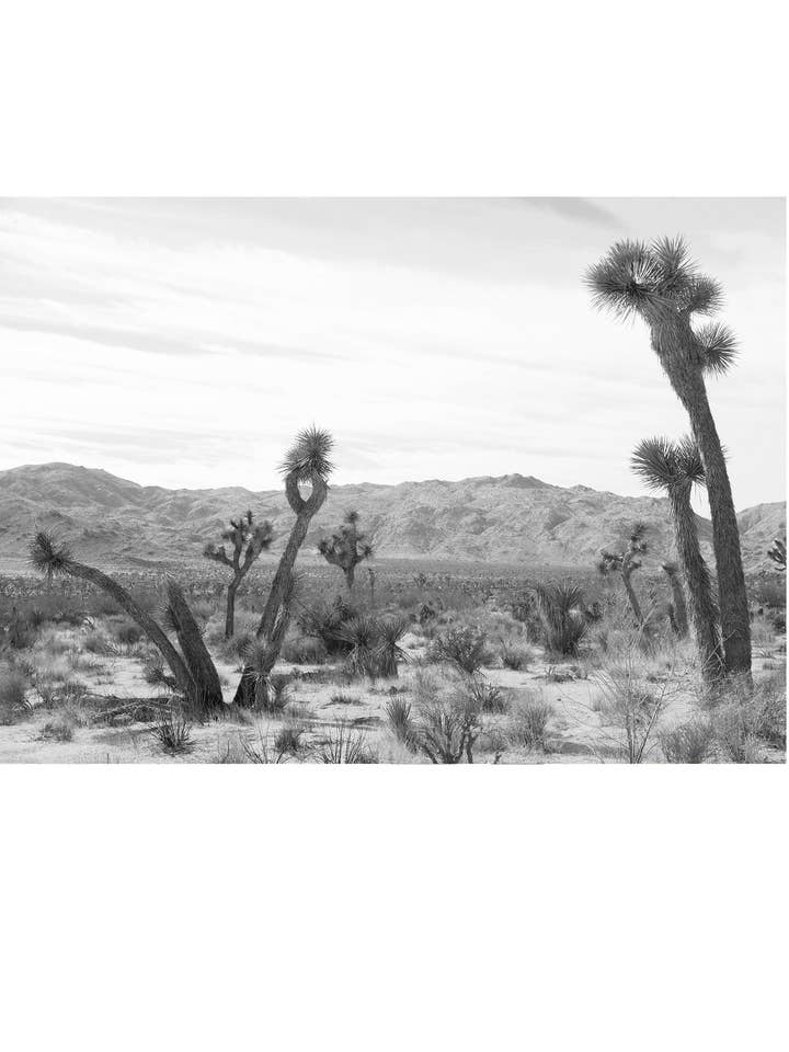 Joshua Tree Nº 4 por atacado de Wilder California