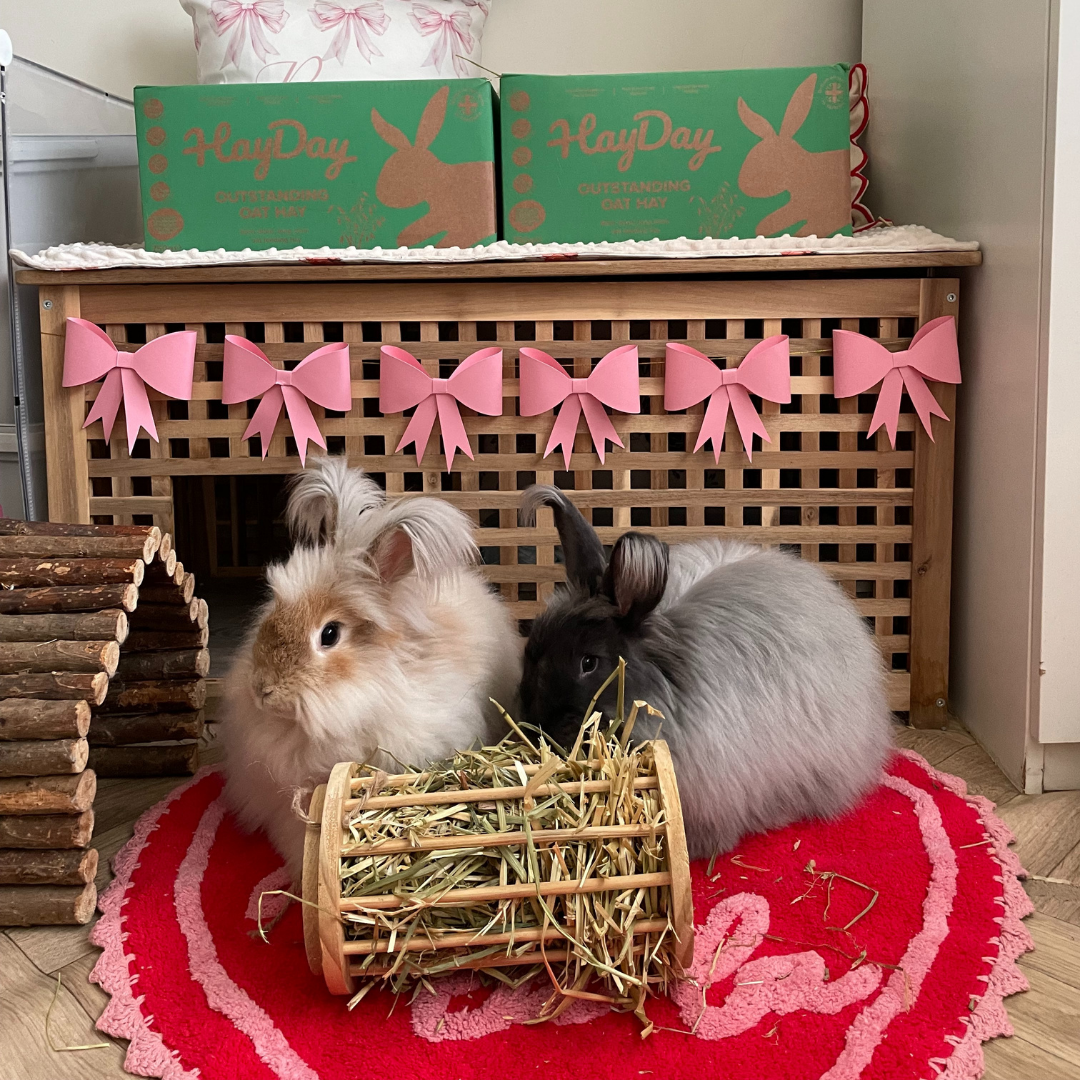 HayDay - Wholesale Pet Food - Not Cat/Dog - Outstanding Oat Hay 1kg4