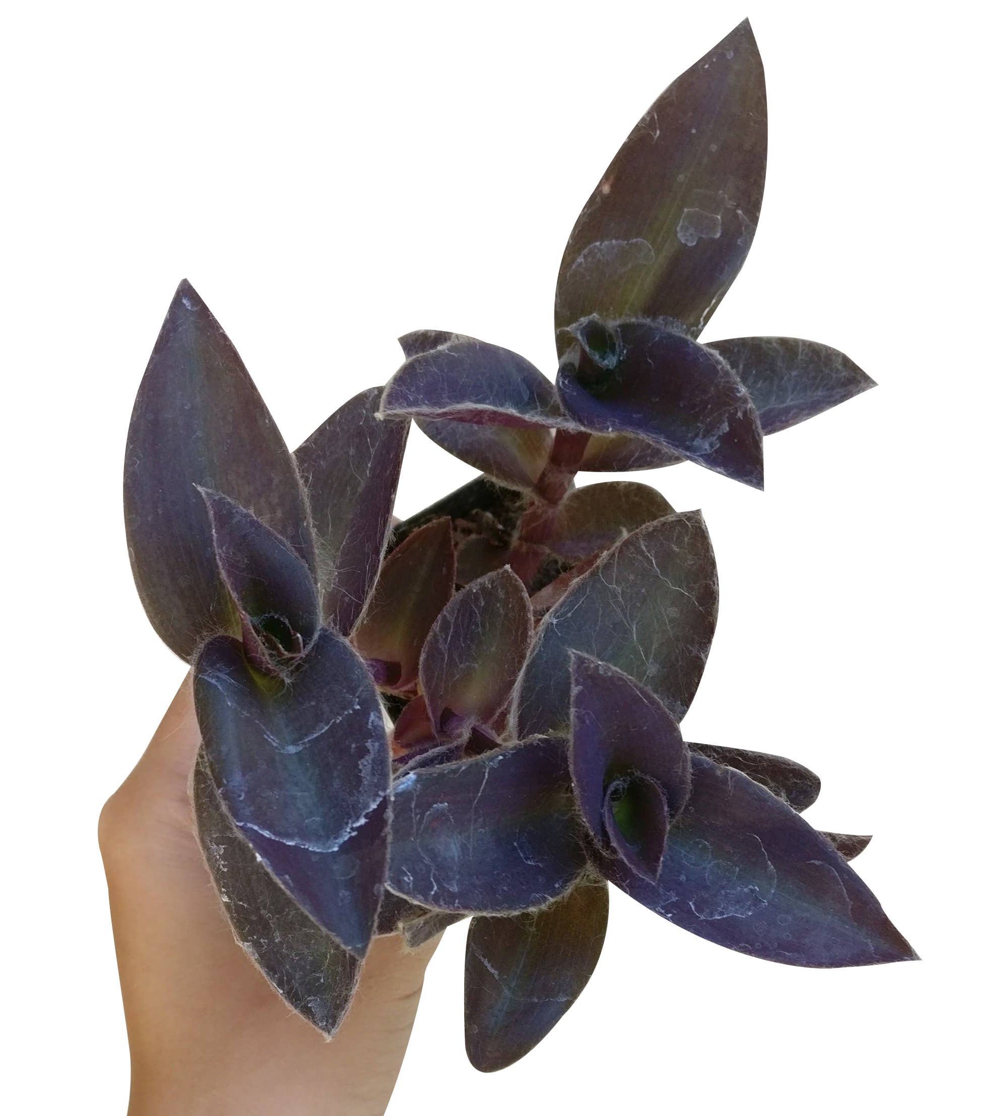 Best Plant Friend - Wholesale Live Plant - Purple Heart Tradescantia Pallida - Wandering Jew 2/4/6 inch5
