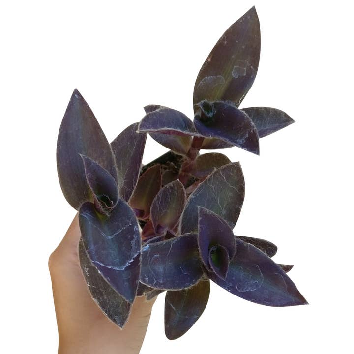 Best Plant Friend - Wholesale Live Plant - Purple Heart Tradescantia Pallida - Wandering Jew 2/4/6 inch5