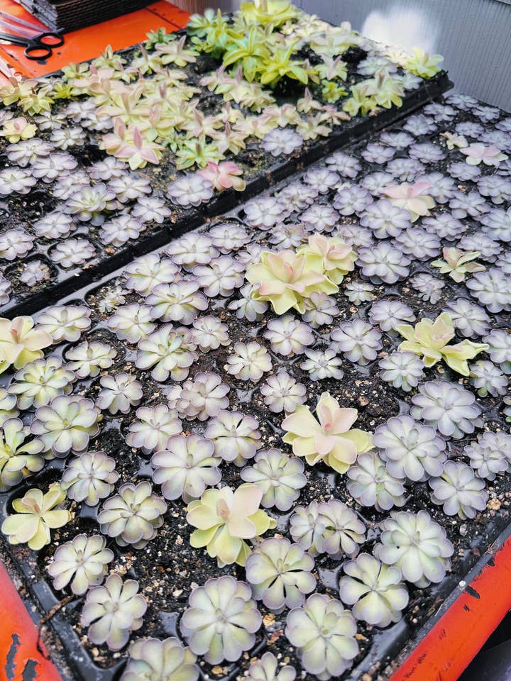 Pinguicula Cyclosecta (Grasilla) - Planta carnívora para venta al por mayor de Las Selvas