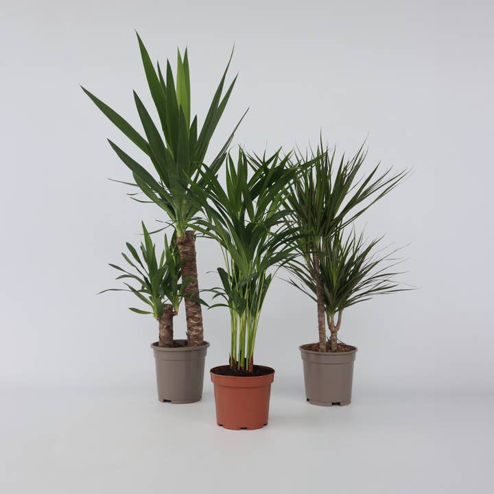 Oasis of Life - Wholesale Live Plant - XL Indoor Palm Set – Set of 3 Large Indoor Palms – Height 70–90cm – Ø17cm – Palm Mix with Areca, Yucca & Dracaena – Easy-care Air-purifying Plants for Living Room & Office