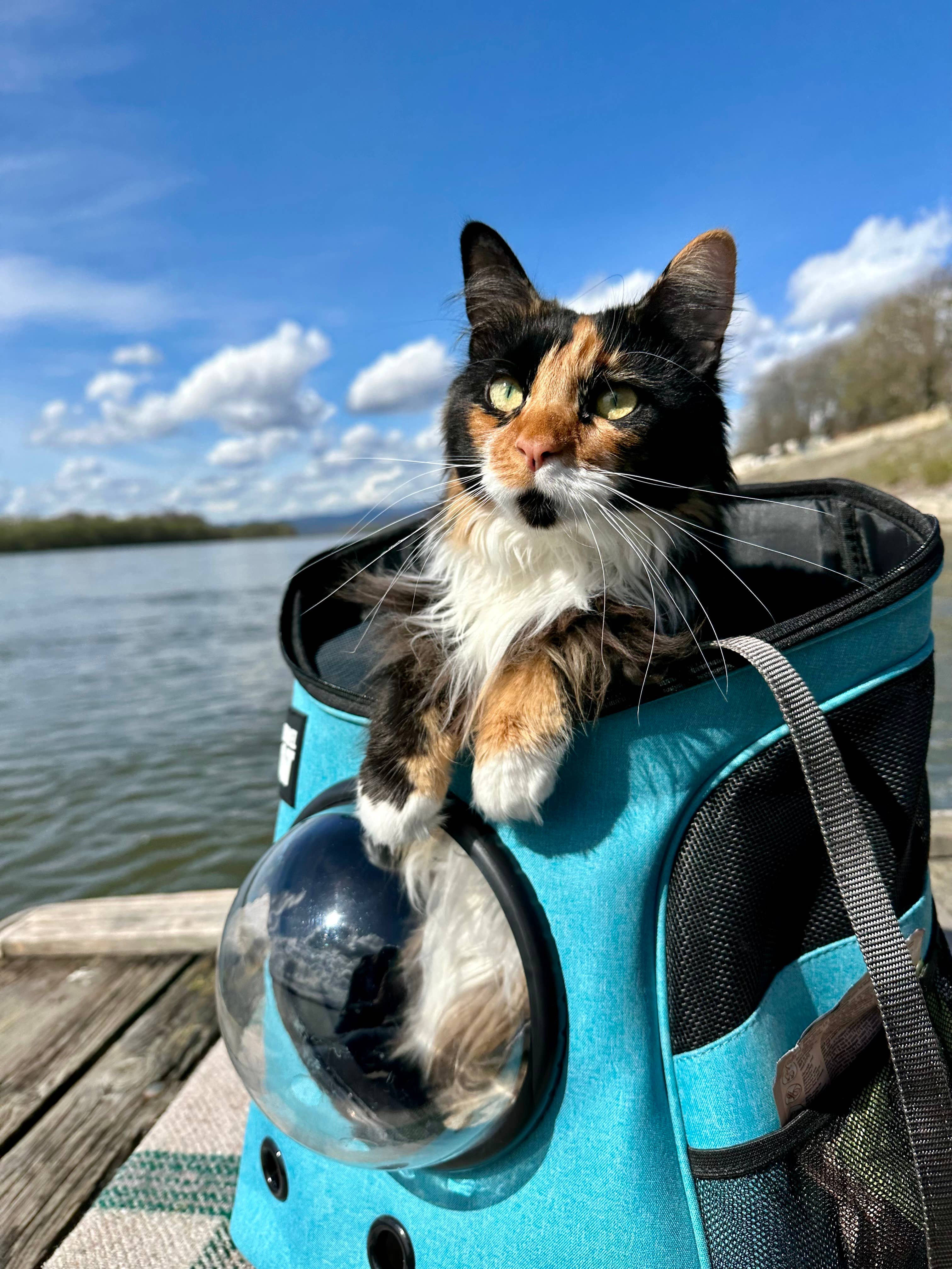 "The Fat Cat" Cat Backpack in Aqua - For Larger Cats for wholesale on Faire1