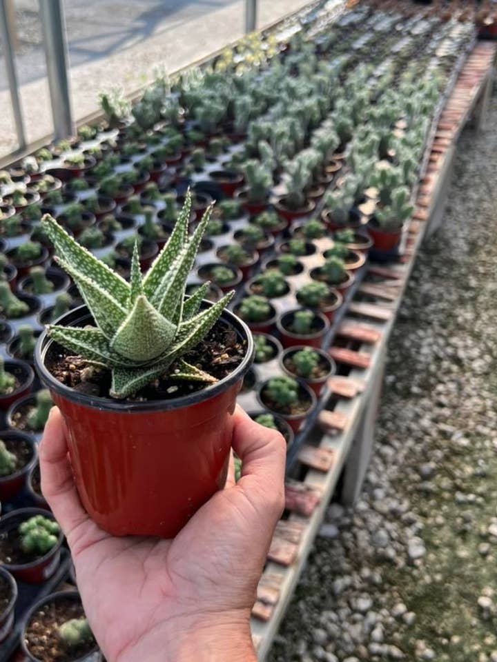 3" Aloe hybrid for wholesale by Garden’s Gate