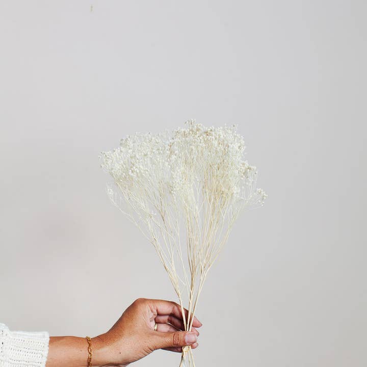 Idlewild Floral Co. - Wholesale Dried/Pressed Flowers - Preserved White Broom Bloom