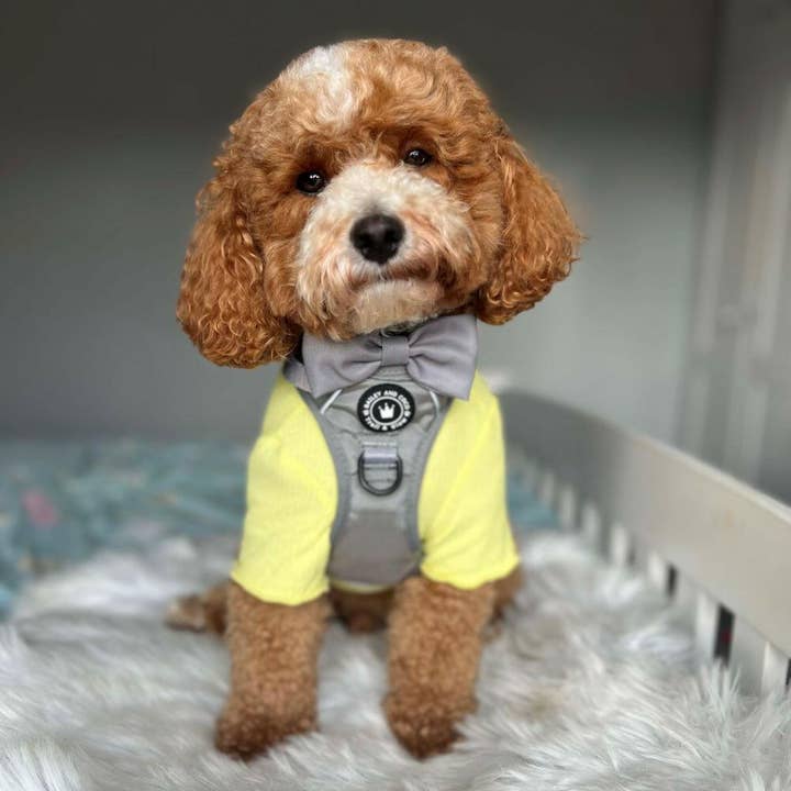 Bailey and Coco - Vente Harnais – chien - Harnais pour chien Trail & Glow® - The Silver Grey One5