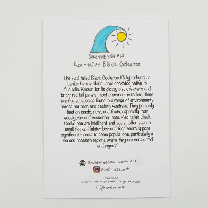 Sunshine Sea Art - Wholesale Birthday Card - Red-Tailed Black Cockatoo Greeting Card Australian Bird Card1