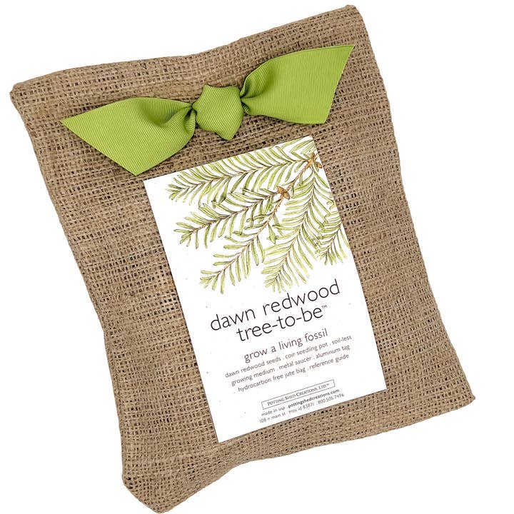 Potting Shed Creations, Ltd. - Wholesale Plant Seeds - Tree to Be | Dawn Redwood | Fall & Corporate Gift idea0