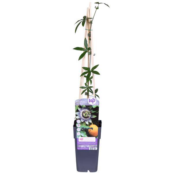 Oasis of Life - Wholesale Live Plant - Blue Passionflower – Passiflora caerulea – Ø15cm – approx. 65cm high – Hardy climbing plant with exotic flowers – For pergola, fence & trellis3