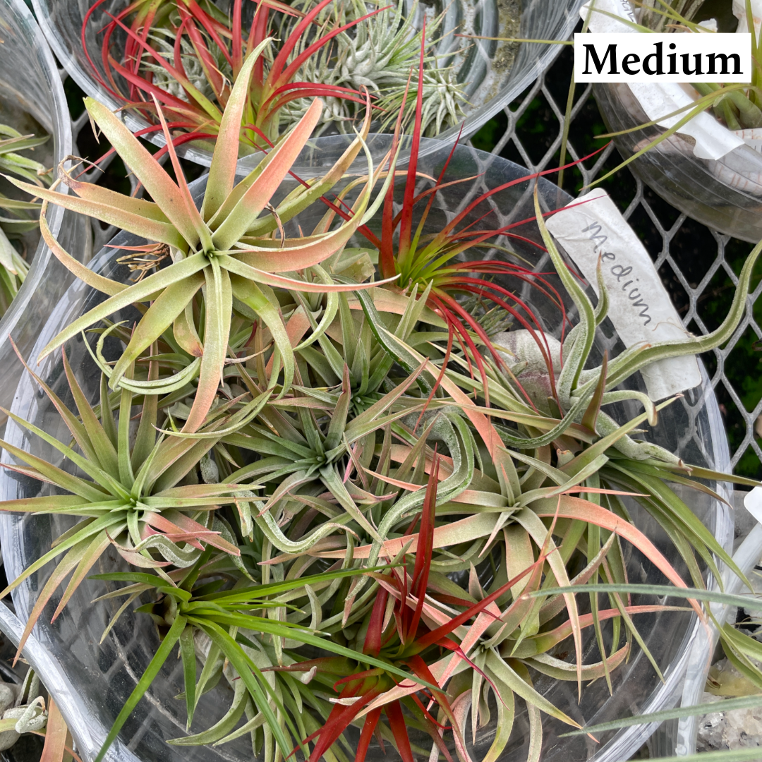 Thorsen's Greenhouse - Wholesale Live Plant - Air Plant - Assorted5