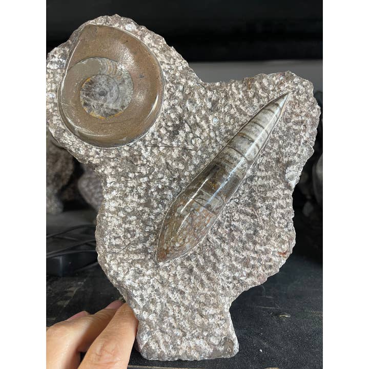 Casablanca Exports - Wholesale Decorative Tabletop Object - Fossil Orthoceras and Goinitite ammonite statue display1