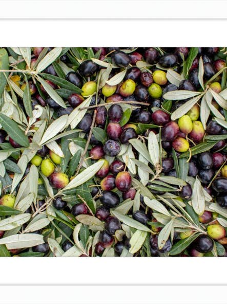 Olive Harvest III for wholesale by Gavalina