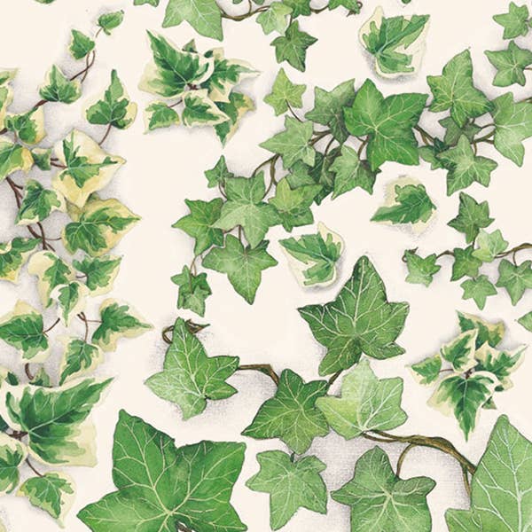 Efeu - 70 x 100 cm for engroshandel hos Grafiche Tassotti