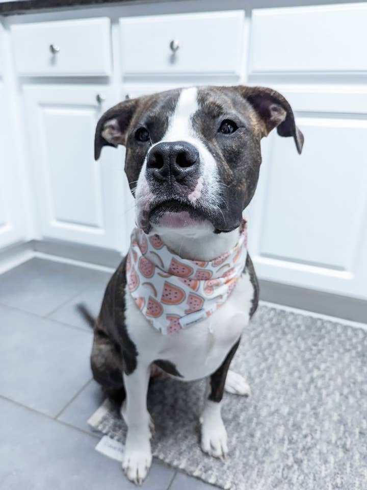 Watermelon Bandana - Summer Tie-on Dog Bandana for wholesale by Nermington's