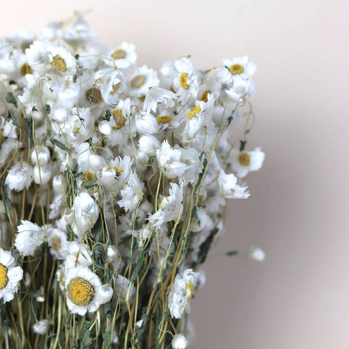 SUN AND DAY – Engroshandel Tørrede/pressede blomster – Tørrede tusindfryd1