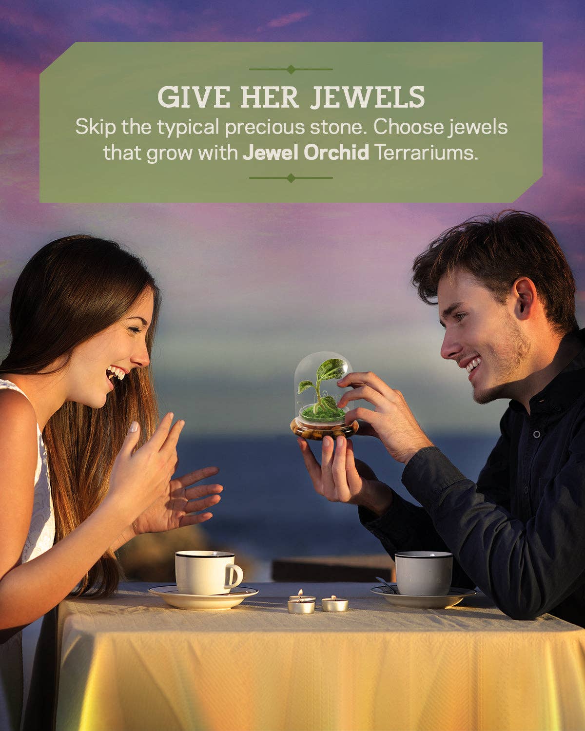 bloomify – Planta viva por atacado – Jewel Orchid Terrarium, Macodes Petola, Grande Presente Único, Garantia de Crescimento 100%8