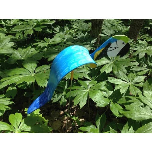 Royal Blue and Gold Macaw for wholesale by Florida Dancing Birds