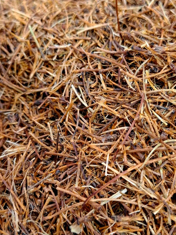 Cherry stalks (Prunus cerasus) 1kg for wholesale by CADUCEUS kruidenapotheek
