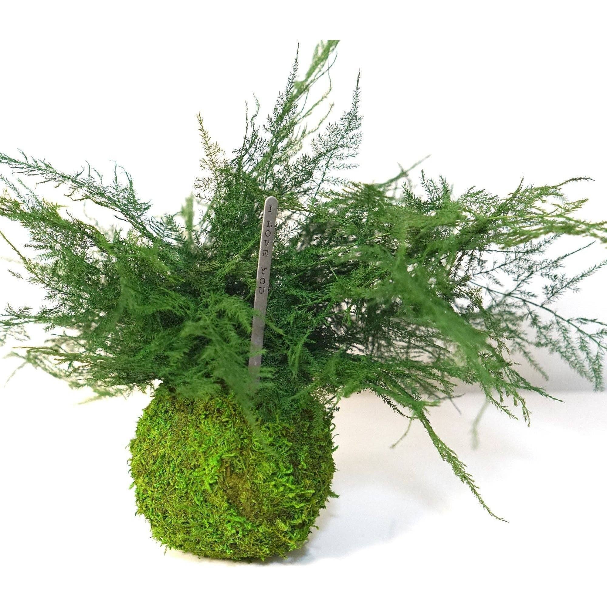 Artisan Moss - Wholesale Live Plant - Featherleaf Fern Kokedama - Sitting or Hanging - Preserved Moss and Fern Plant2
