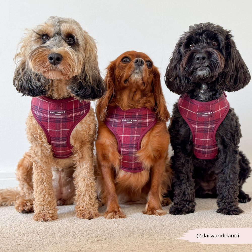 Cocopup London - Wholesale Pet Harness - Dog - Mulberry Plaid Adjustable Neck HARNESS10