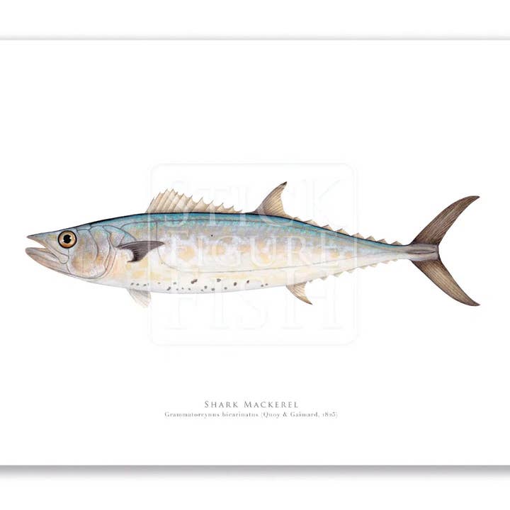 Stick Figure Fish - Wholesale Art print - Shark Mackerel - Fine Art Print1