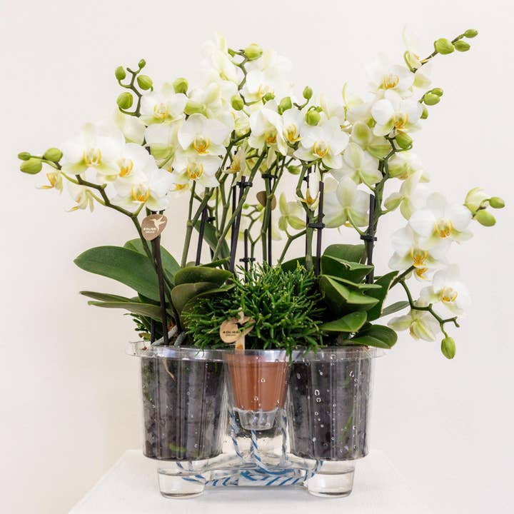 Oasis of Life - Wholesale Live Plant - White plant set in reed basket – 3 Lausanne orchids & 3 green plants "Jungle Bouquet White" – Ø9cm – With self-sufficient water tank – Elegant flower arrangement for home & office – Easy-care & durable1