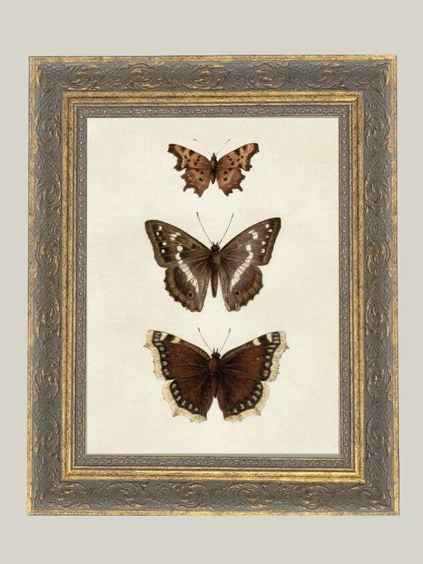 Tre fjärilar inramad antik konst för wholesale av Petal Lane Home