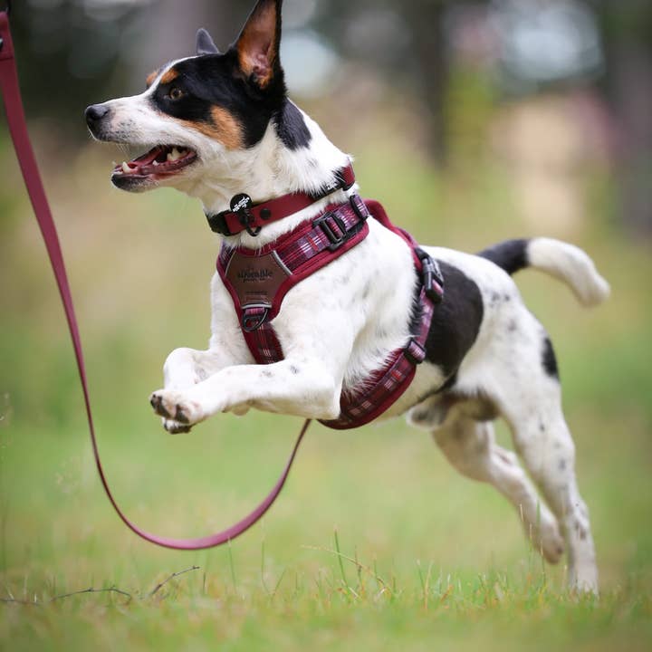 The aDoraBle Pooch Company - Wholesale Pet Harness - Dog - Streamline Pro™ Dog Harness - Heritage Collection - Merlot Manor3