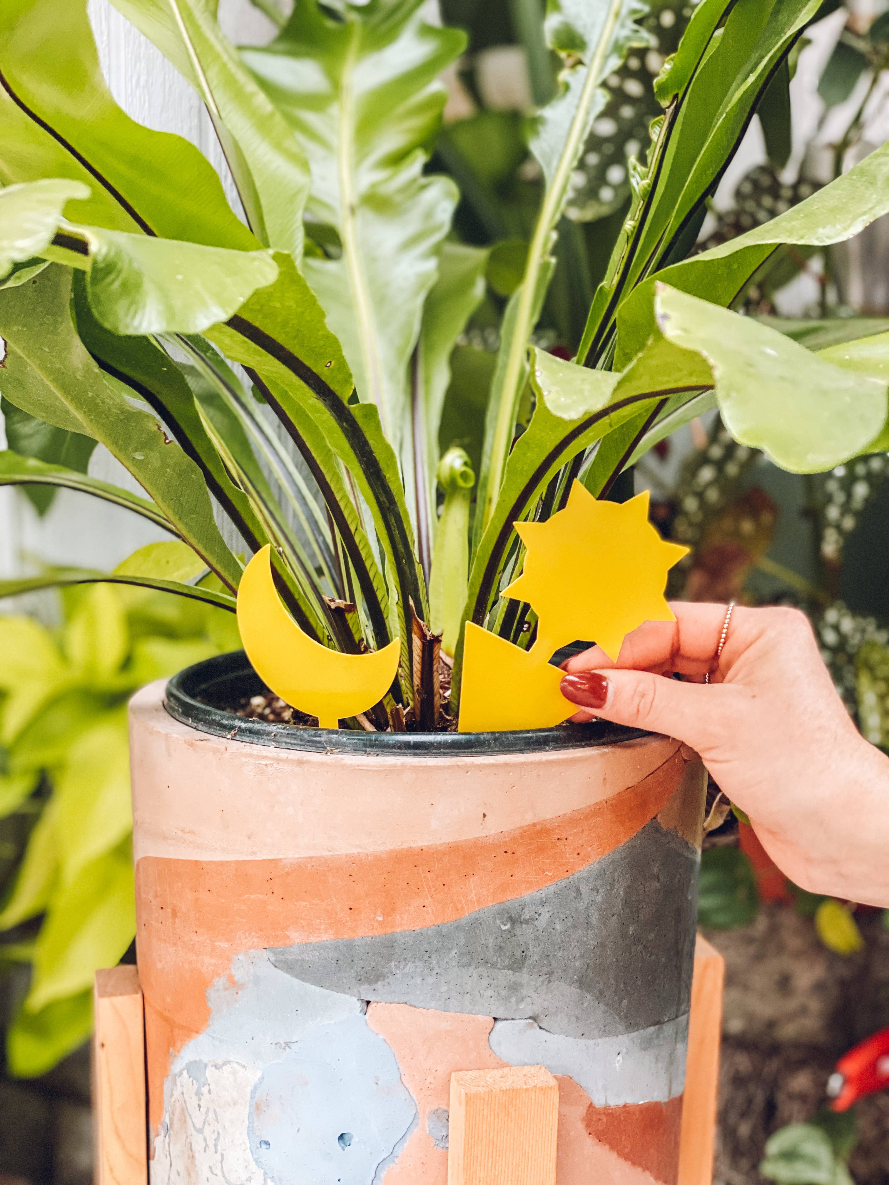 Classy Casita – ferramenta de jardinagem por atacado – Armadilhas adesivas em grande quantidade2