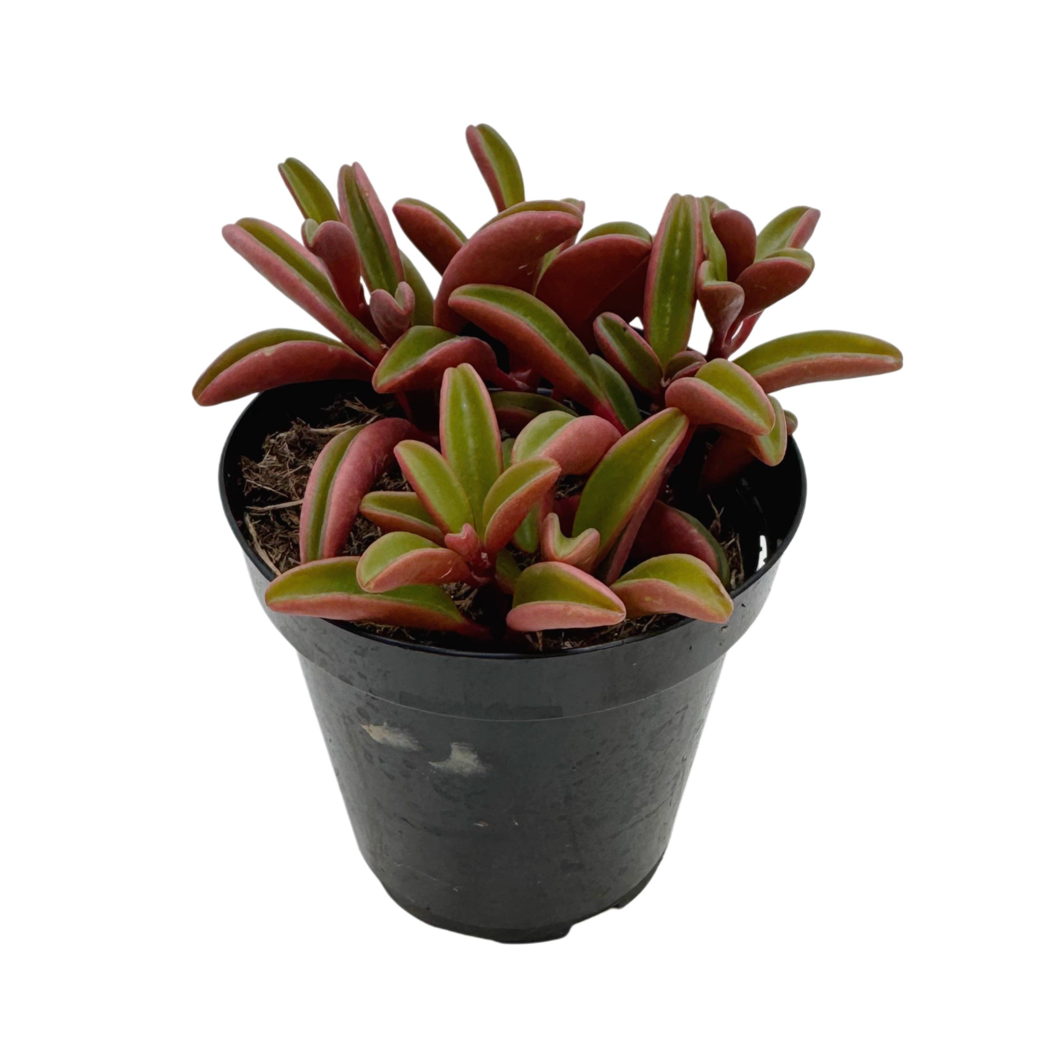 Succulent Wholesale - Wholesale Live Plant - Ruby Glow | 3.5 inch | Peperomia graveolens1