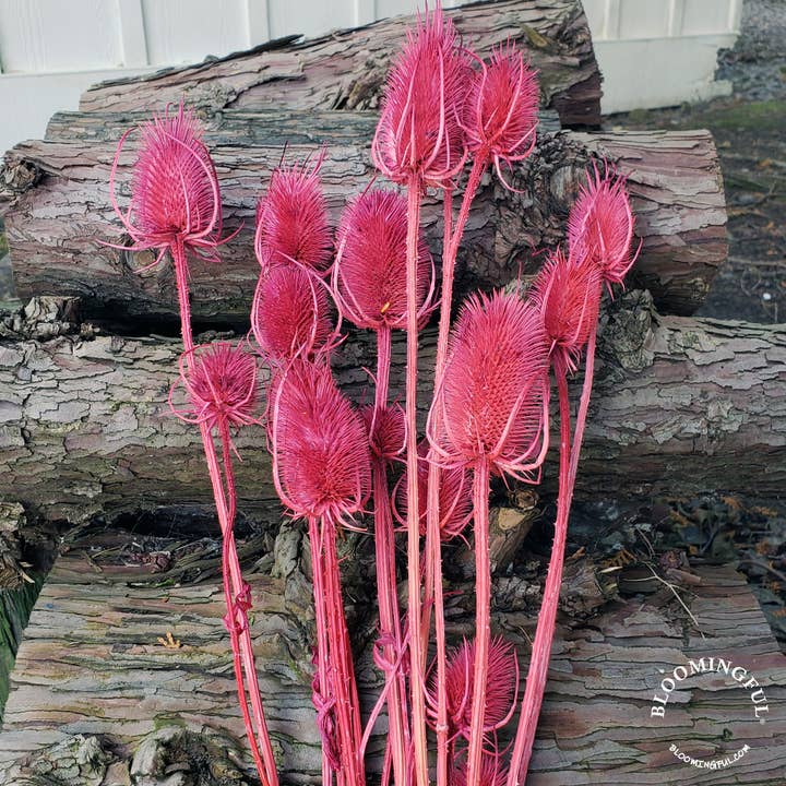 Preserved Thistle Teasel Flowers - Berry Rose (003) for wholesale by BLOOMINGFUL.COM