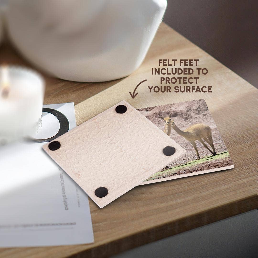 3dRose - Wholesale Coasters - 3dRose, Vicuna in the Altiplano of Argentina near Tolar Grande., Coaster3