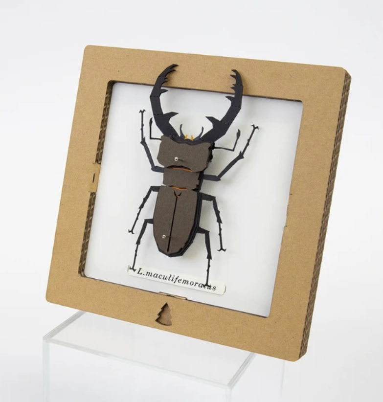 「FUNJI」In Japan - Wholesale DIY Craft Kit - 3D Stag Beetle Paper Craft Kit – Miyama Kuwagata | Japanese 1