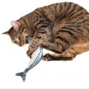 Natural Cat Toy - Wholesale Pet Toy - Cat - Catnip Mackerel Cuddle Fish 30cm2