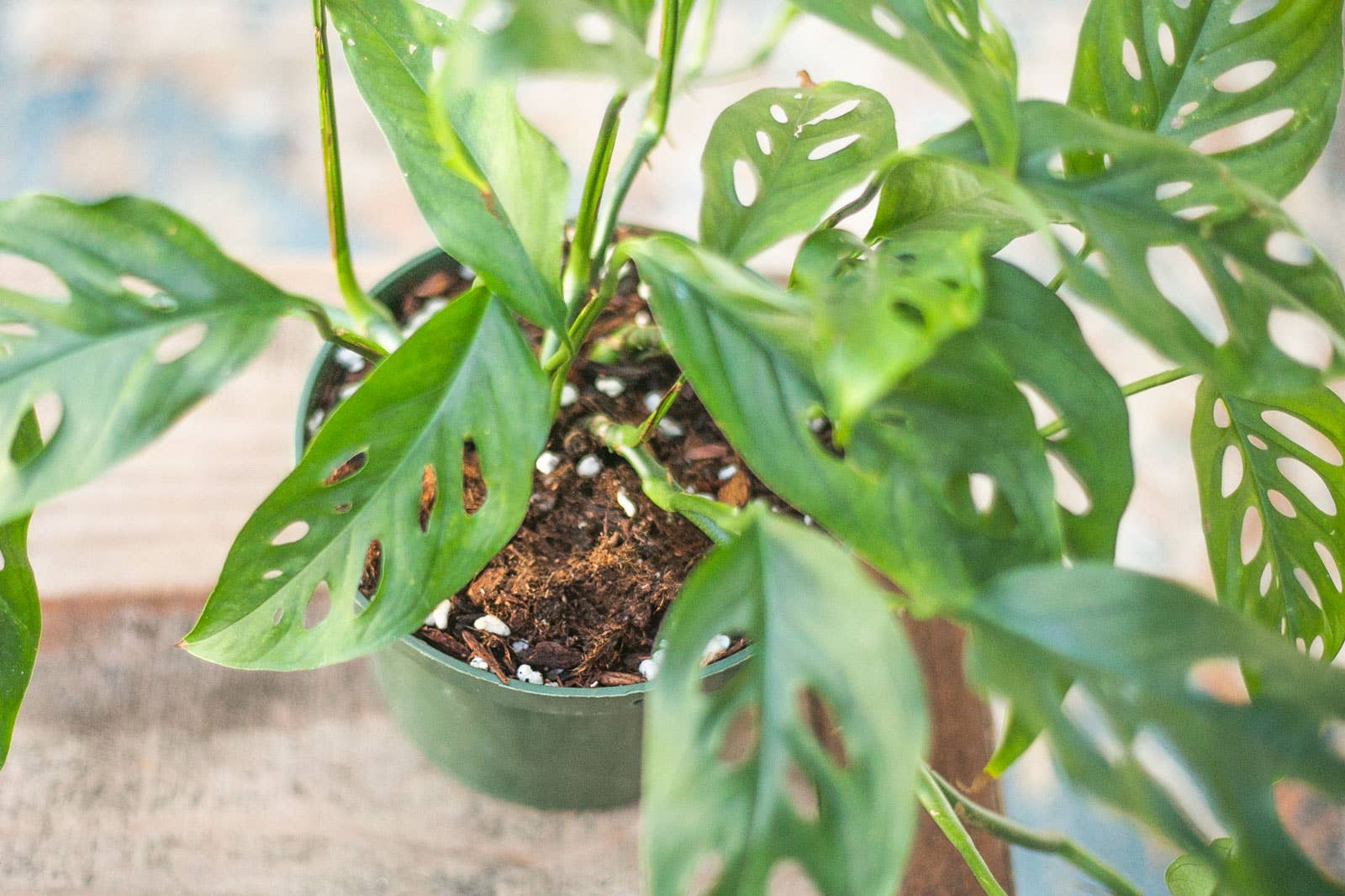 Ivy May Co – Solo para plantação e vasos por atacado – Mistura de Solo Premium para Vasos de Plantas de Interior - 1/2 encomenda (4 QT)6