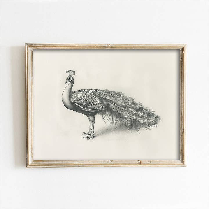 Peacock Pencil Sketch Art Print for wholesale by Paper House Print Shop