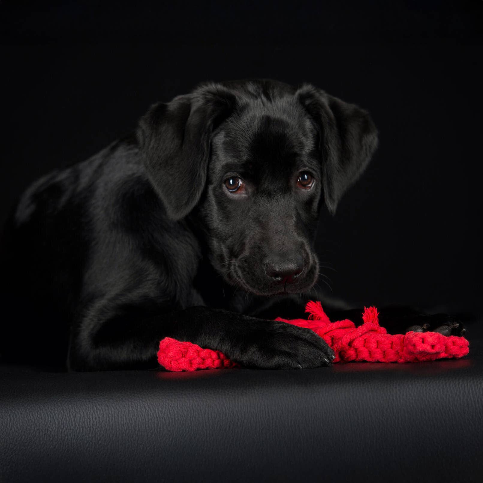 LABONI - Volentis GmbH - Vendita all'ingrosso Giocattolo di corda - Cani - Hugo Hummer15