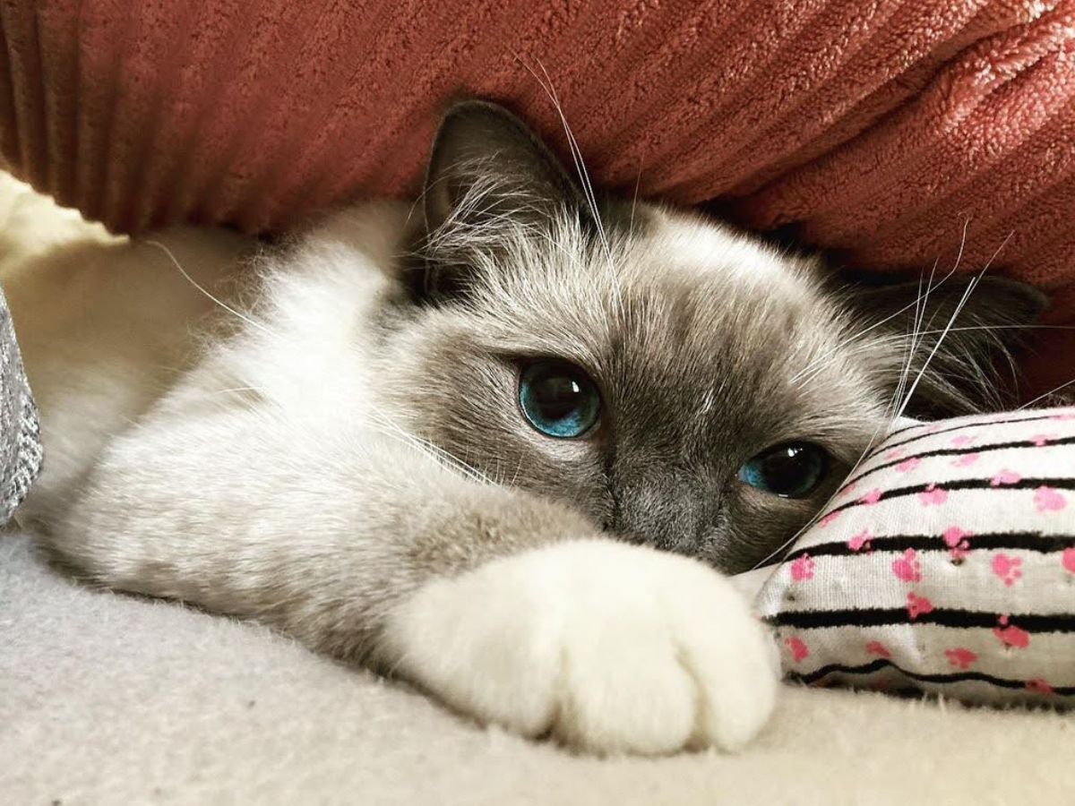 Meow Avenue – wholesale Pet toy – Cat – Meow Munchkin5