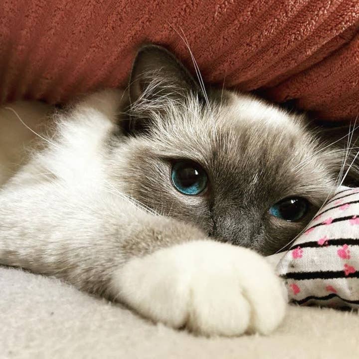 Meow Avenue – wholesale Pet toy – Cat – Meow Munchkin5