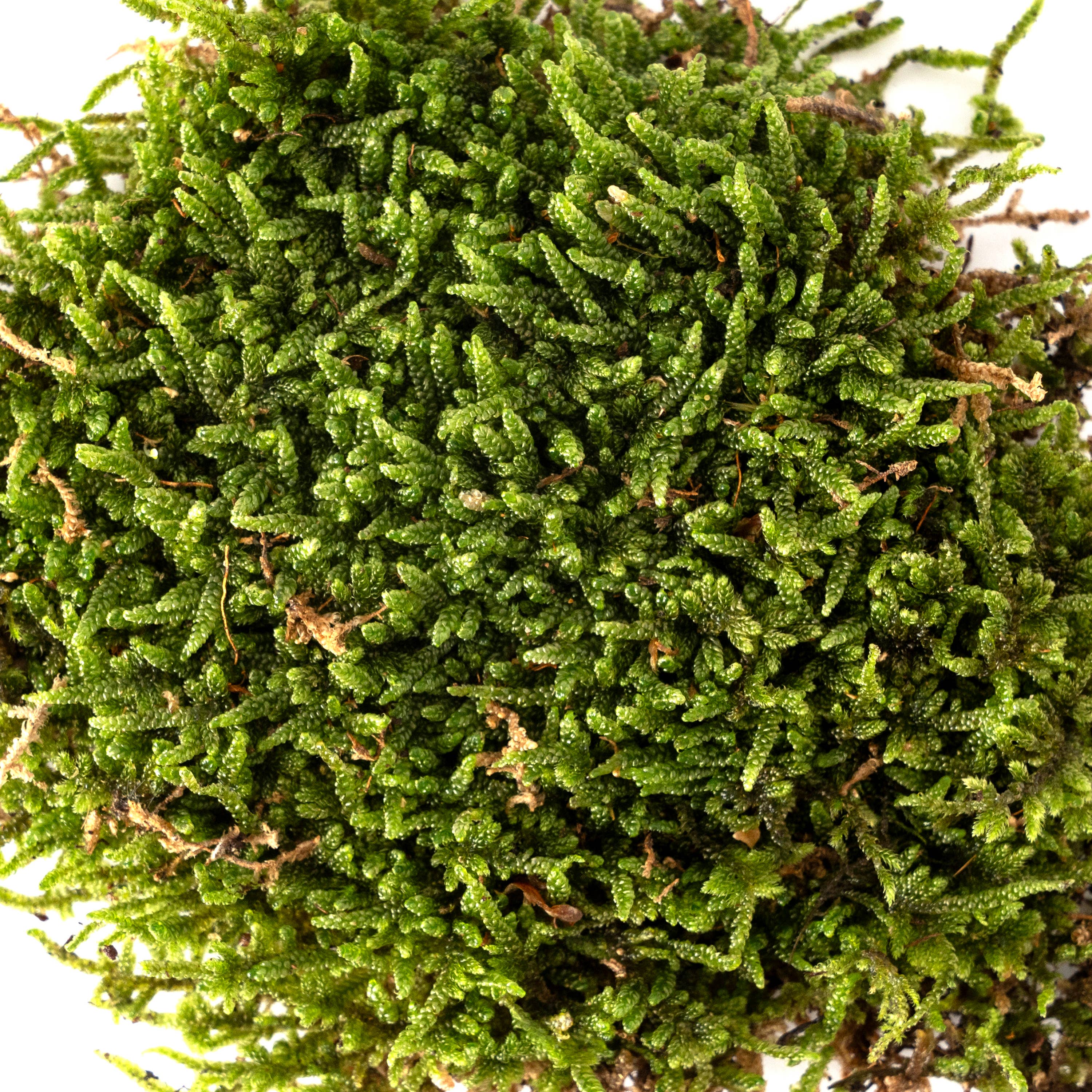 SuperMoss - Vente Plante - Mousse fraîche SuperMoss1