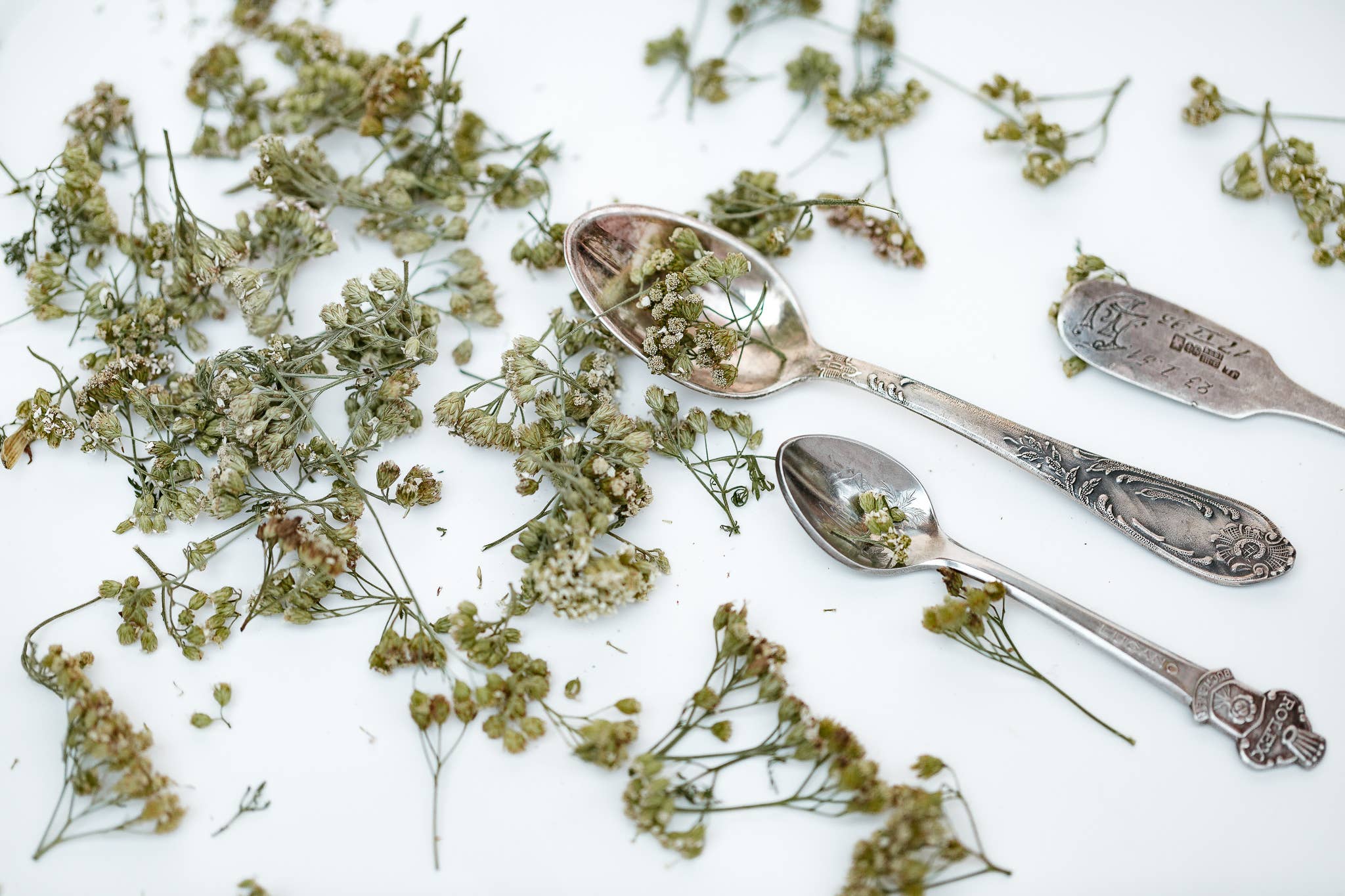 Plūkt – wholesale Loose tea – Yarrow Tea - loose tea, certified organic, herbal tea2