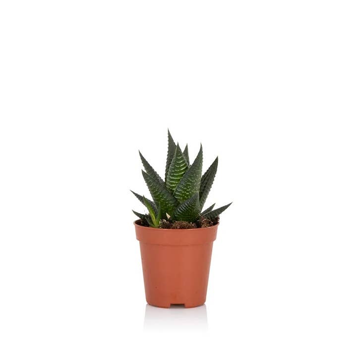 The Little Botanical - Wholesale Live Plant - Haworthia in Ceramic Pot for Indoor Décor5