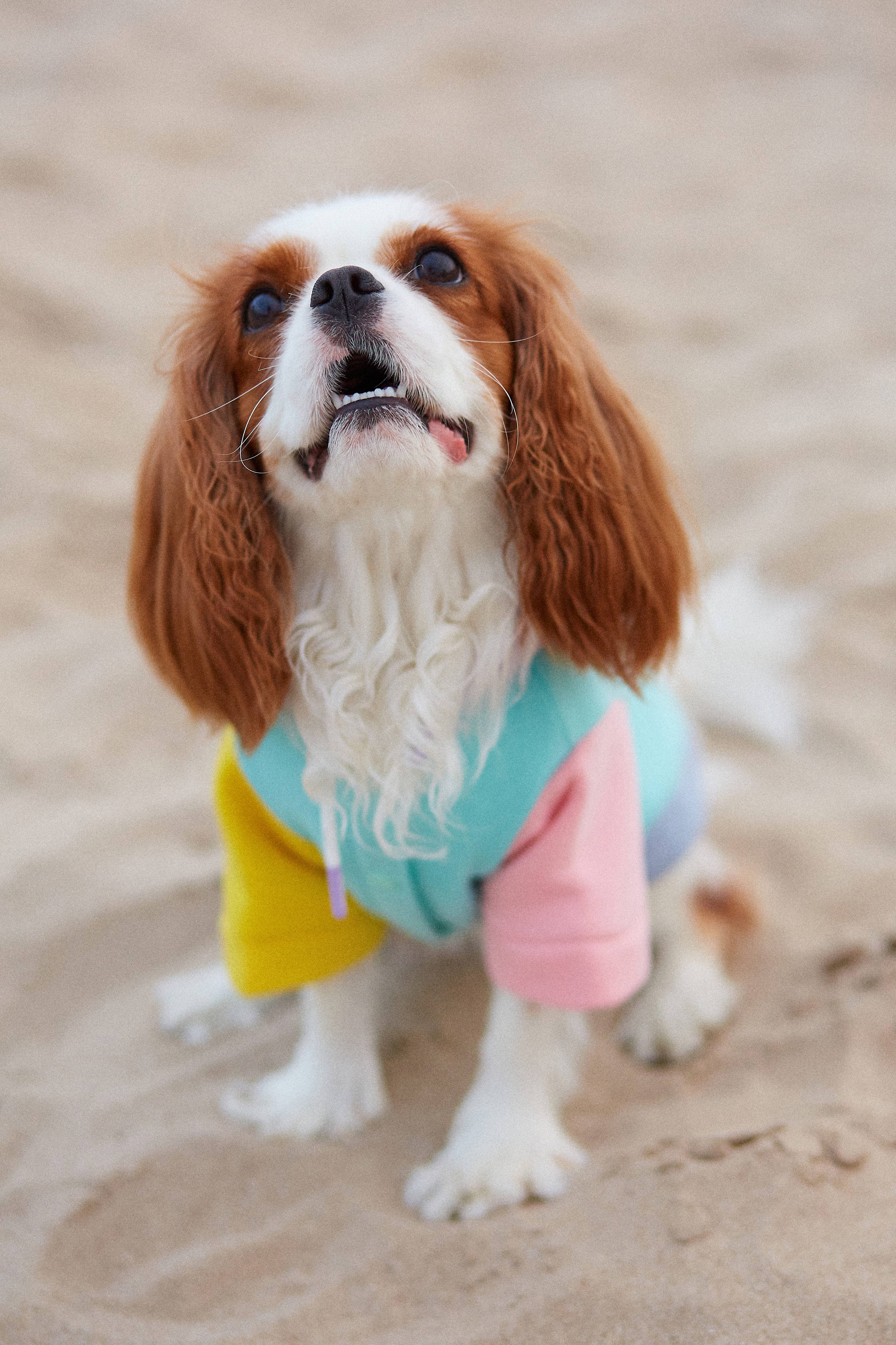ARISTOPET - Wholesale Pet Hoodie - Dog - AUGUSTO AQUA HOODIE SWEATSHIRT22