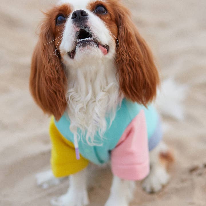 ARISTOPET - Wholesale Pet Hoodie - Dog - AUGUSTO AQUA HOODIE SWEATSHIRT22