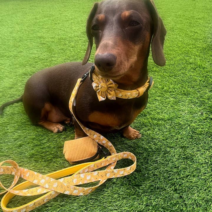 Pet Pooch Boutique - Wholesale Pet Collar - Dog - Sunshine Daisy Dog Collar With Optional Flower Accessory5