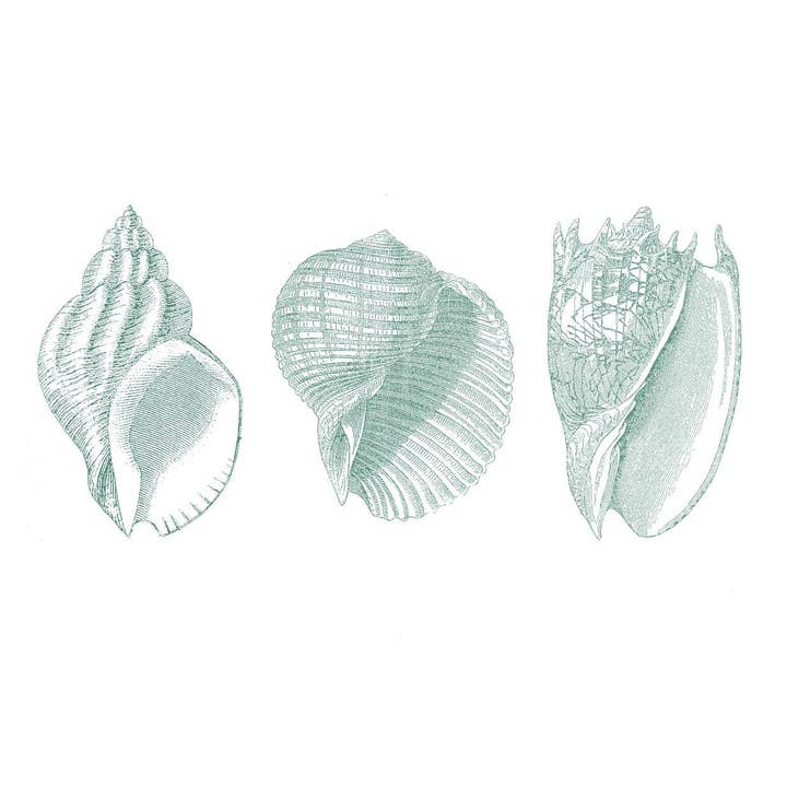 Three Shells Aqua for wholesale by Bien Ecrit