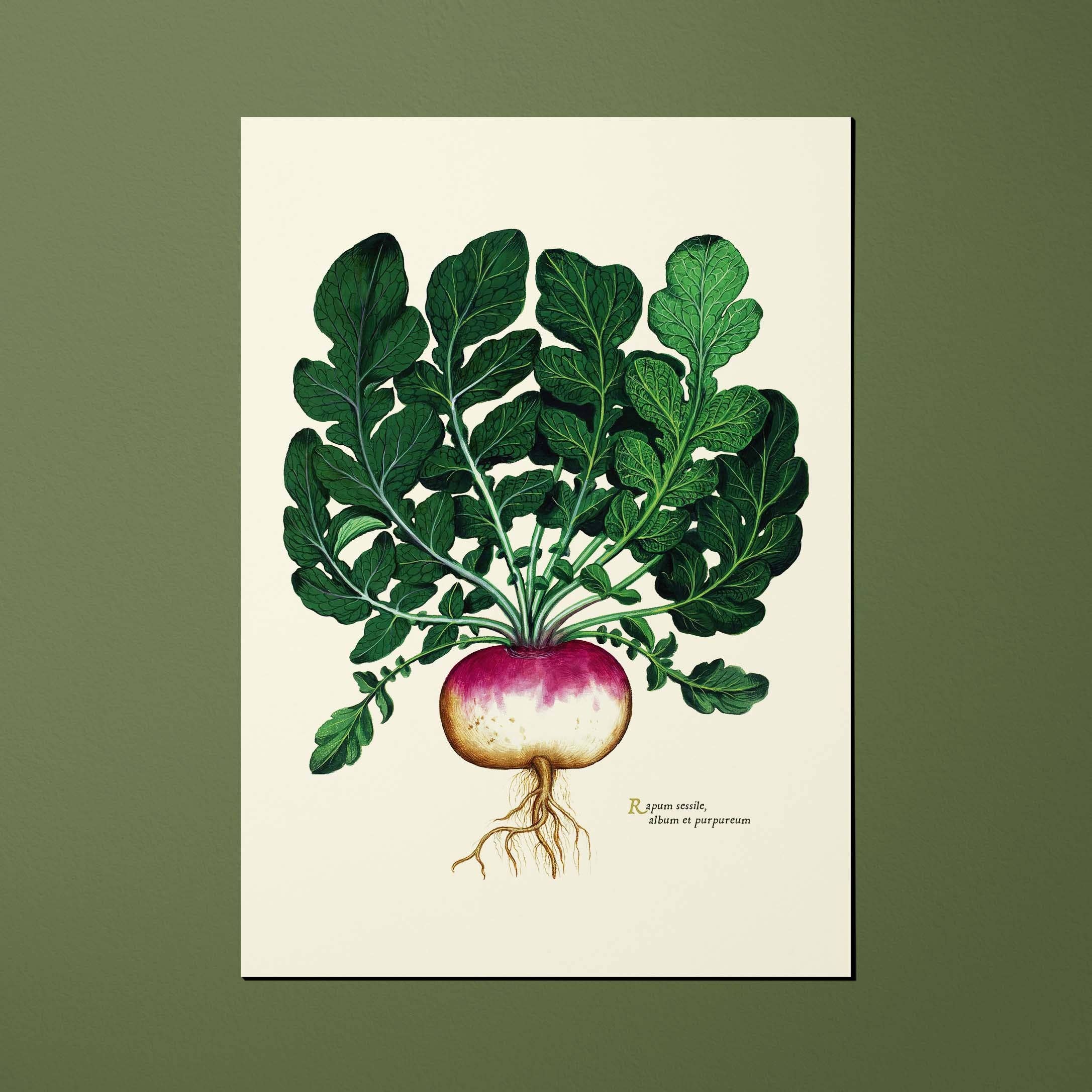 Oneart - Wholesale Ansichtkaart - Ansichtkaart Groenteplanten Witte raap - POT00010