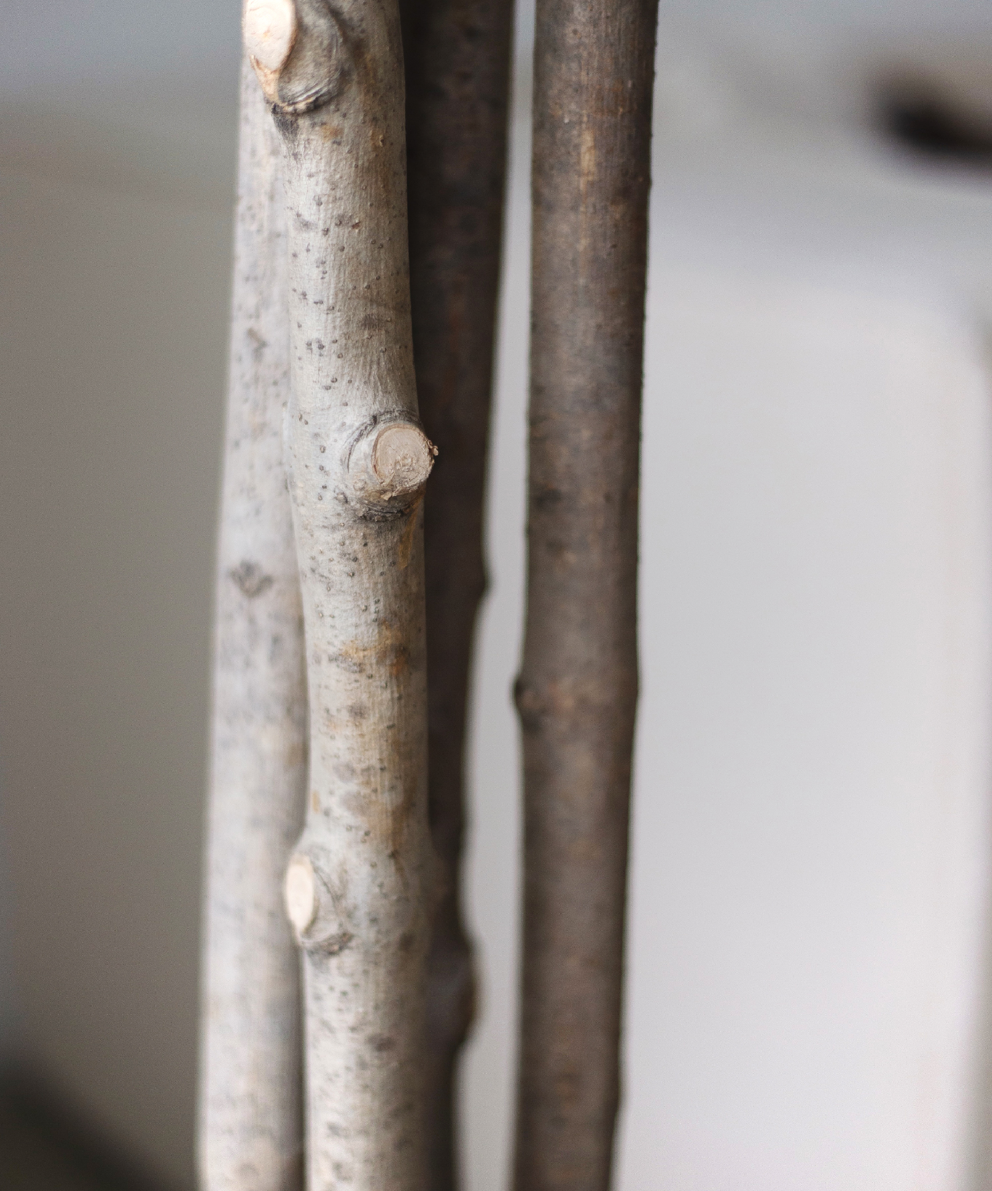 Maia Shop - Vente Plantes artificielles - Olivier Artificiel 180 cm3