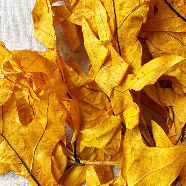 Bloomist - Wholesale Dried/Pressed Flowers - Dried Transparent Orange Oak Leaves1